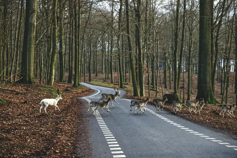 Vehicles stopped on a highway due to a family of deer crossing the road