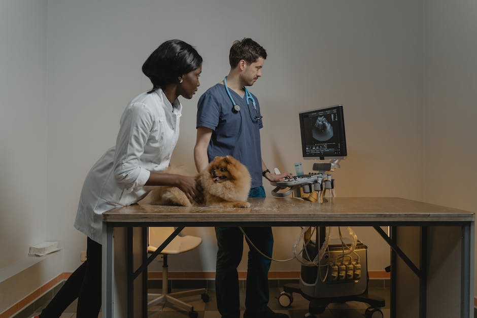 Illustration of a veterinarian examining a poisoned dog